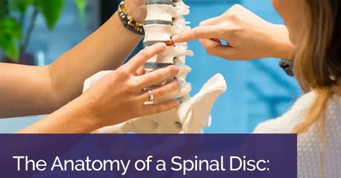 The Anatomy of a Spinal Disc: What Does it Look Like? image