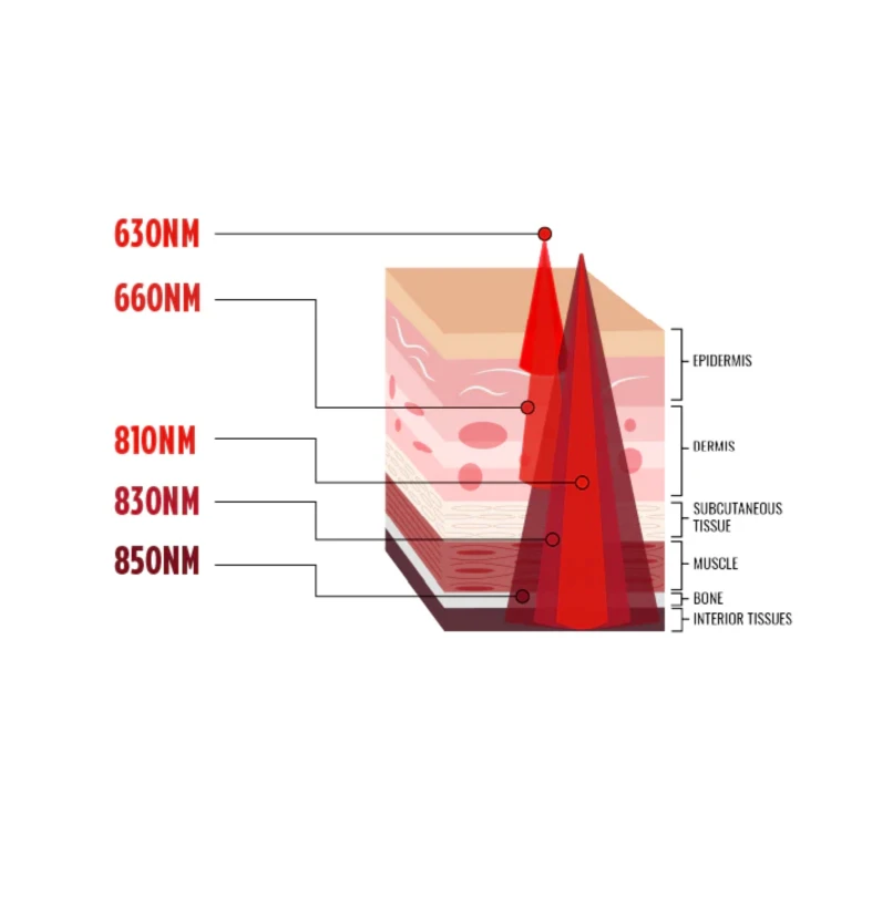 Illustration showing how red light therapy works at the cellular level - Greenlight Chiropractic & Wellness Lab